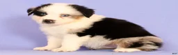 Miniature Australian Shepherd dogs for sale: Darnel - Ad 4