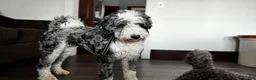 Bernedoodle dogs for sale: Tigger  - Ad 8