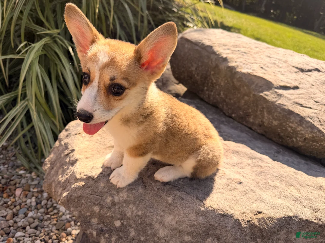 Welsh Corgi Pembroke dogs for sale: Ella - Ad 1