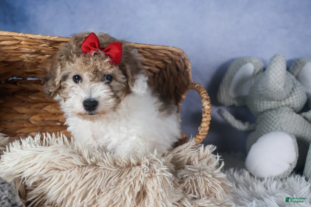 Bichpoo dogs for sale: Snickerdoodle - Ad 17