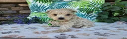 Maltipoo dogs for sale: Ranger - Ad 6