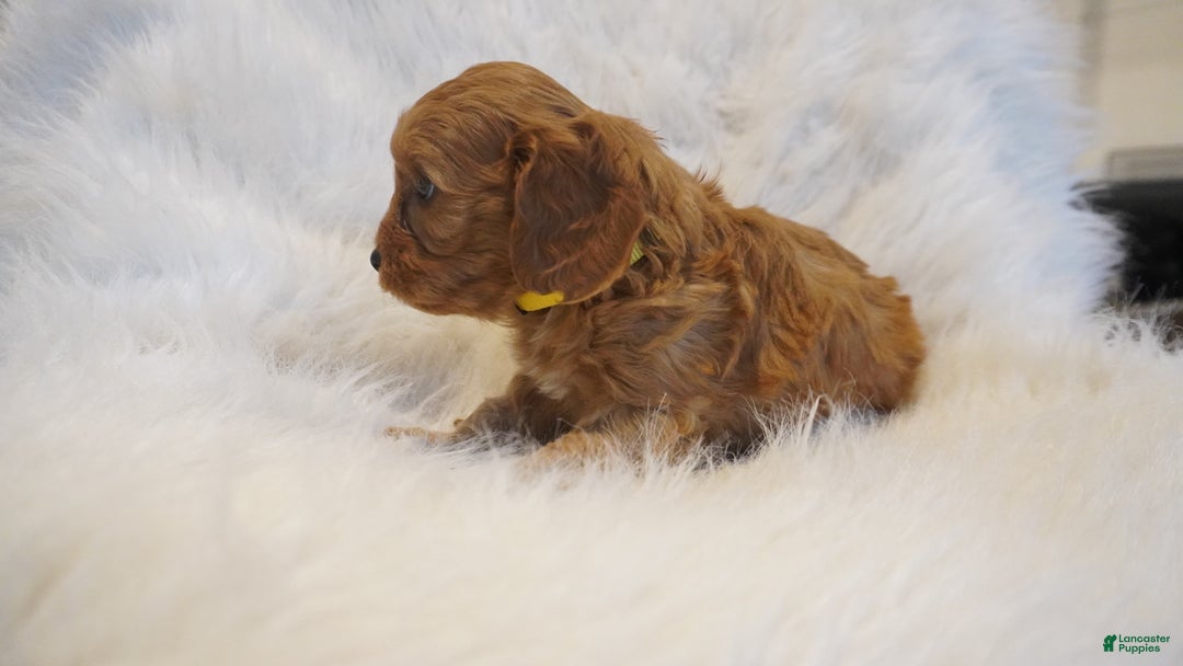 Cavapoo dogs for sale: Venus  - Ad 9