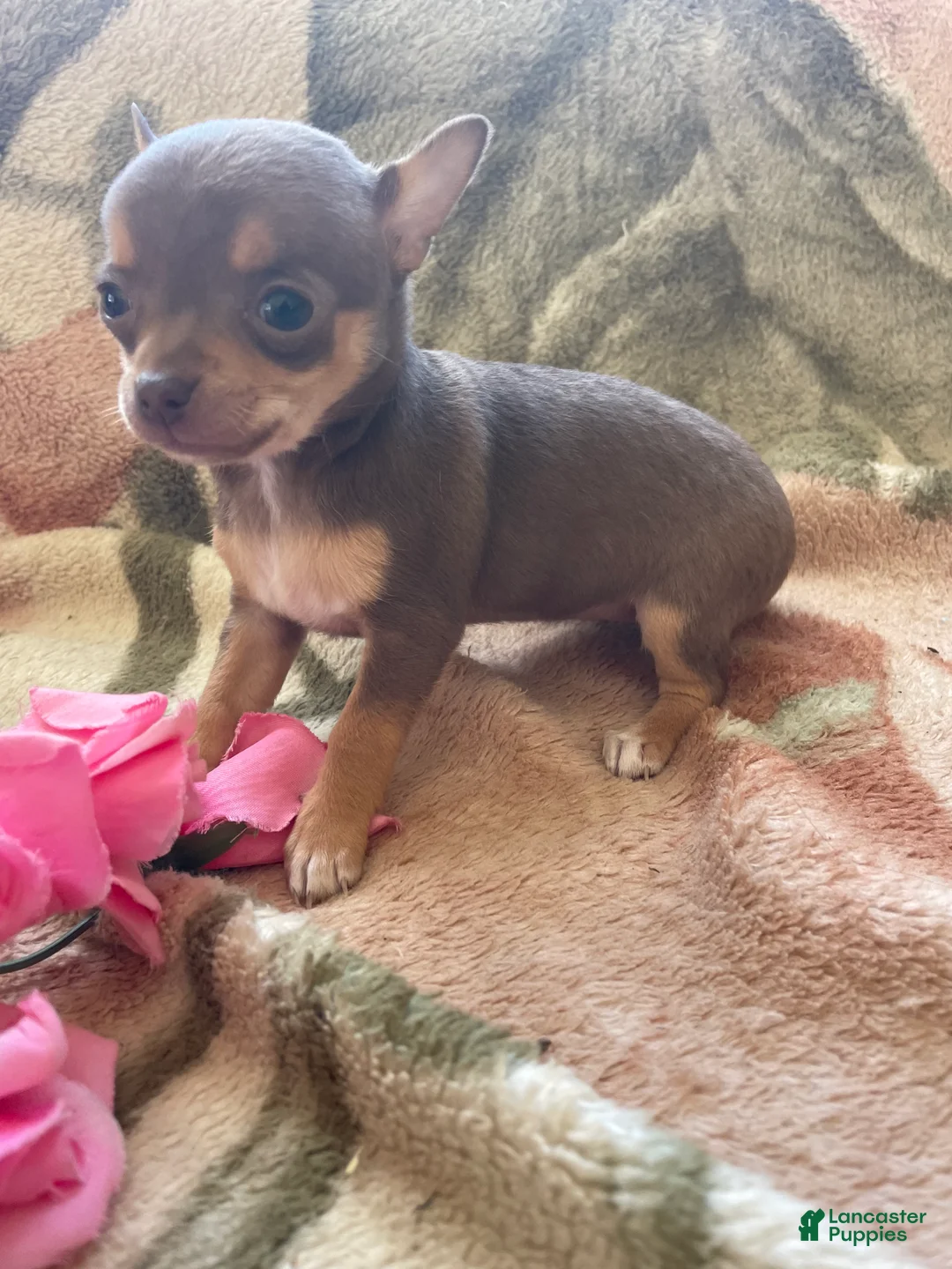 Chihuahua dogs for sale: Maggie - Ad 1