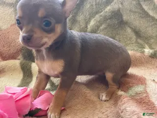 Chihuahua dogs Maggie - Ad 41