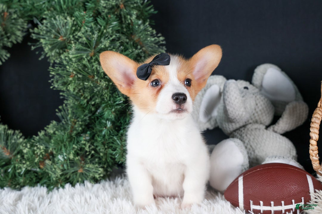 Welsh Corgi Pembroke dogs for sale: Iggy - Ad 15