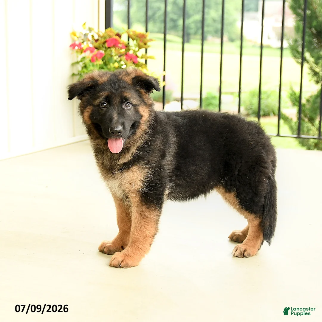 German Shepherd dogs for sale: Rochelle - Ad 1