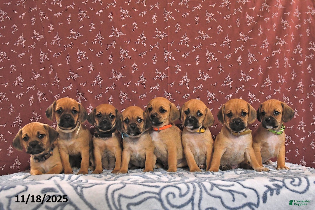 Puggle dogs for sale: Jesito - Ad 5