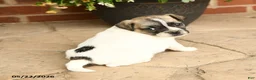Jug dogs for sale: Buddy - Ad 3