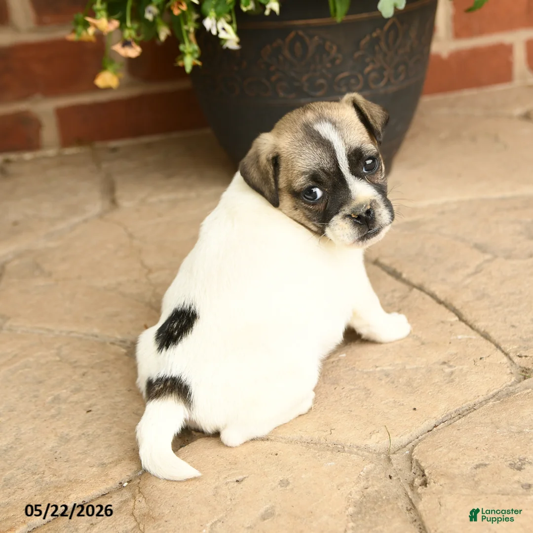 Jug dogs for sale: Buddy - Ad 3