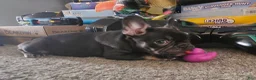 French Bulldog dogs for sale: Lucy - Ad 17