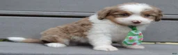 Mini Aussiedoodle dogs for sale: Mini Arlo - Ad 5