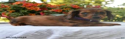 Dachshund dogs for sale: Oliver - Ad 3