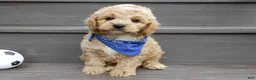Cockapoo dogs for sale: Tux - Ad 1