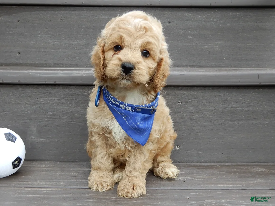 Cockapoo dogs for sale: Tux - Ad 1