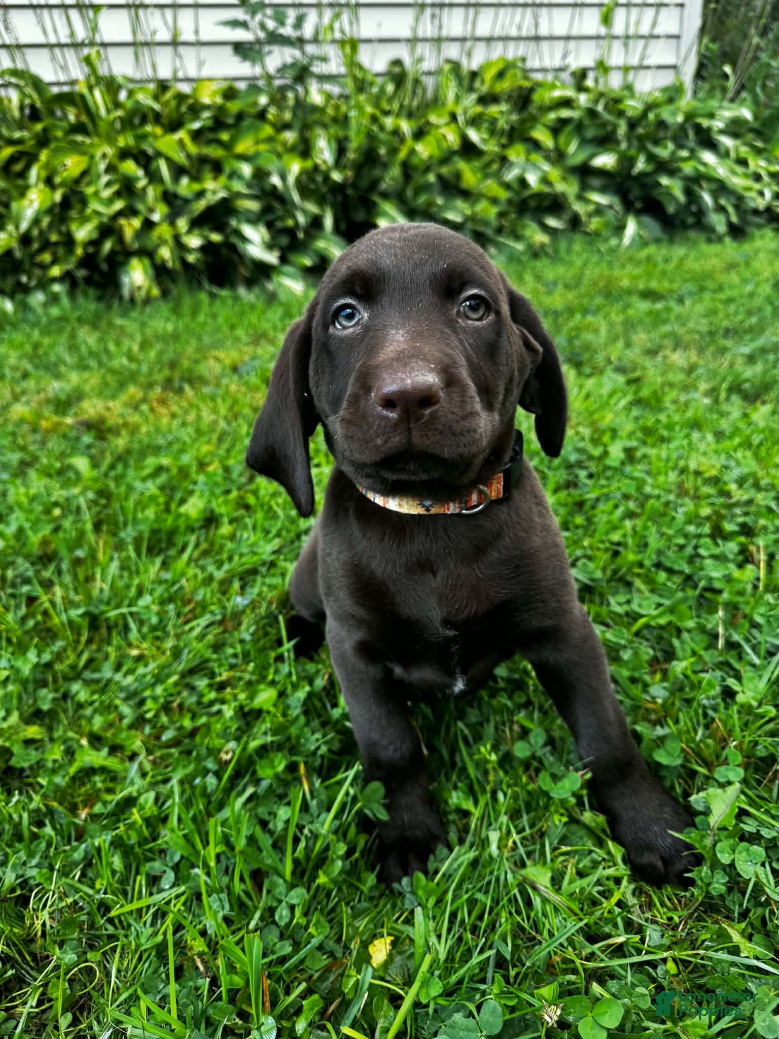 Labrador Retriever dogs Summer - Ad 39