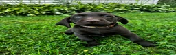 Labrador Retriever dogs for sale: Summer - Ad 1