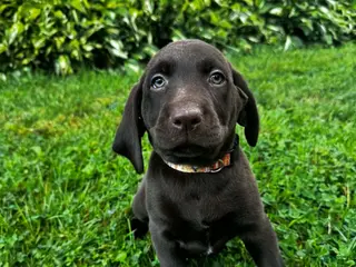 Labrador Retriever dogs Summer - Ad 39