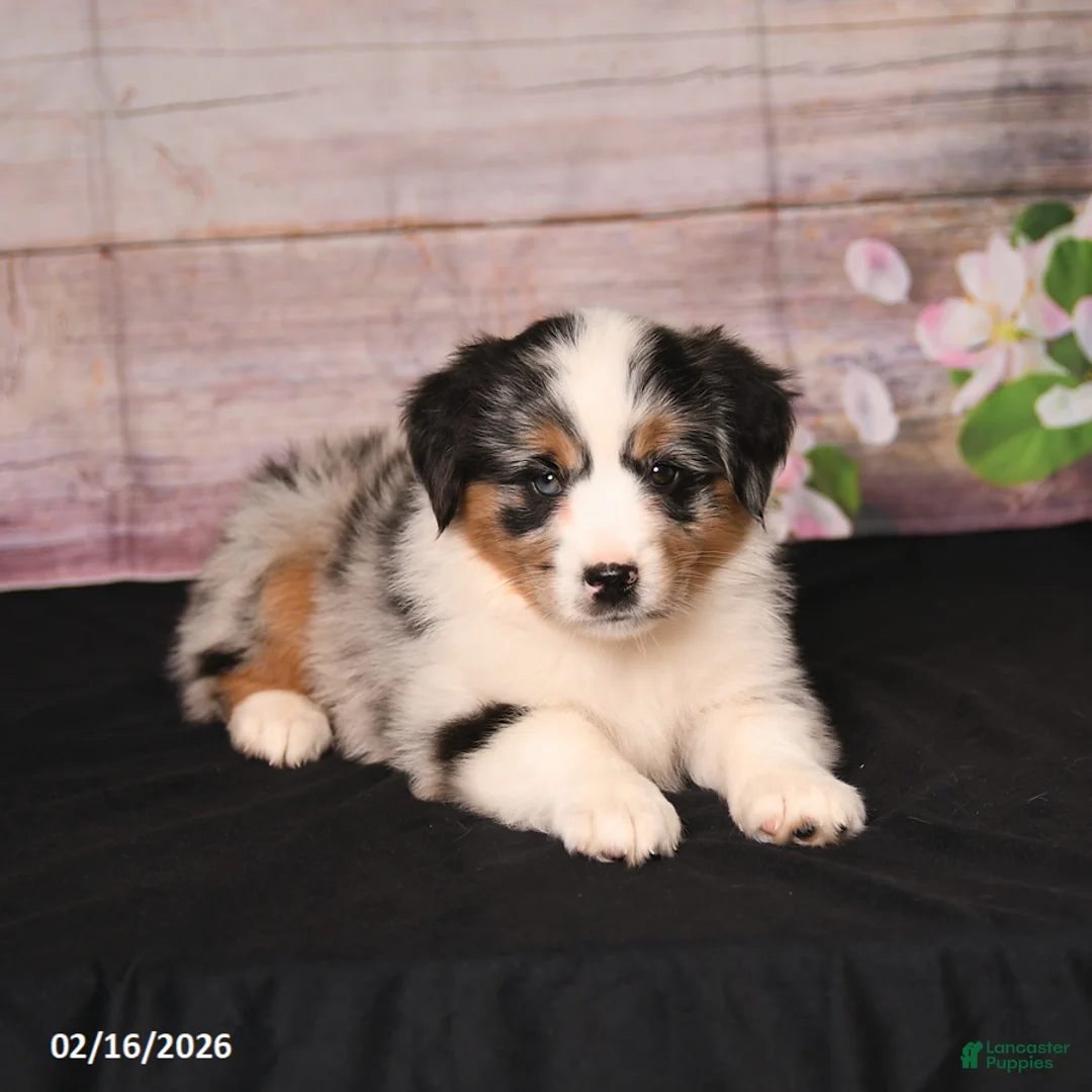 Miniature Australian Shepherd dogs for sale: Tilly - Ad 3