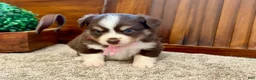 Miniature Australian Shepherd dogs for sale: Mylee - Ad 3