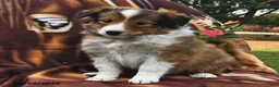 Shetland Sheepdog dogs for sale: Rover  - Ad 2