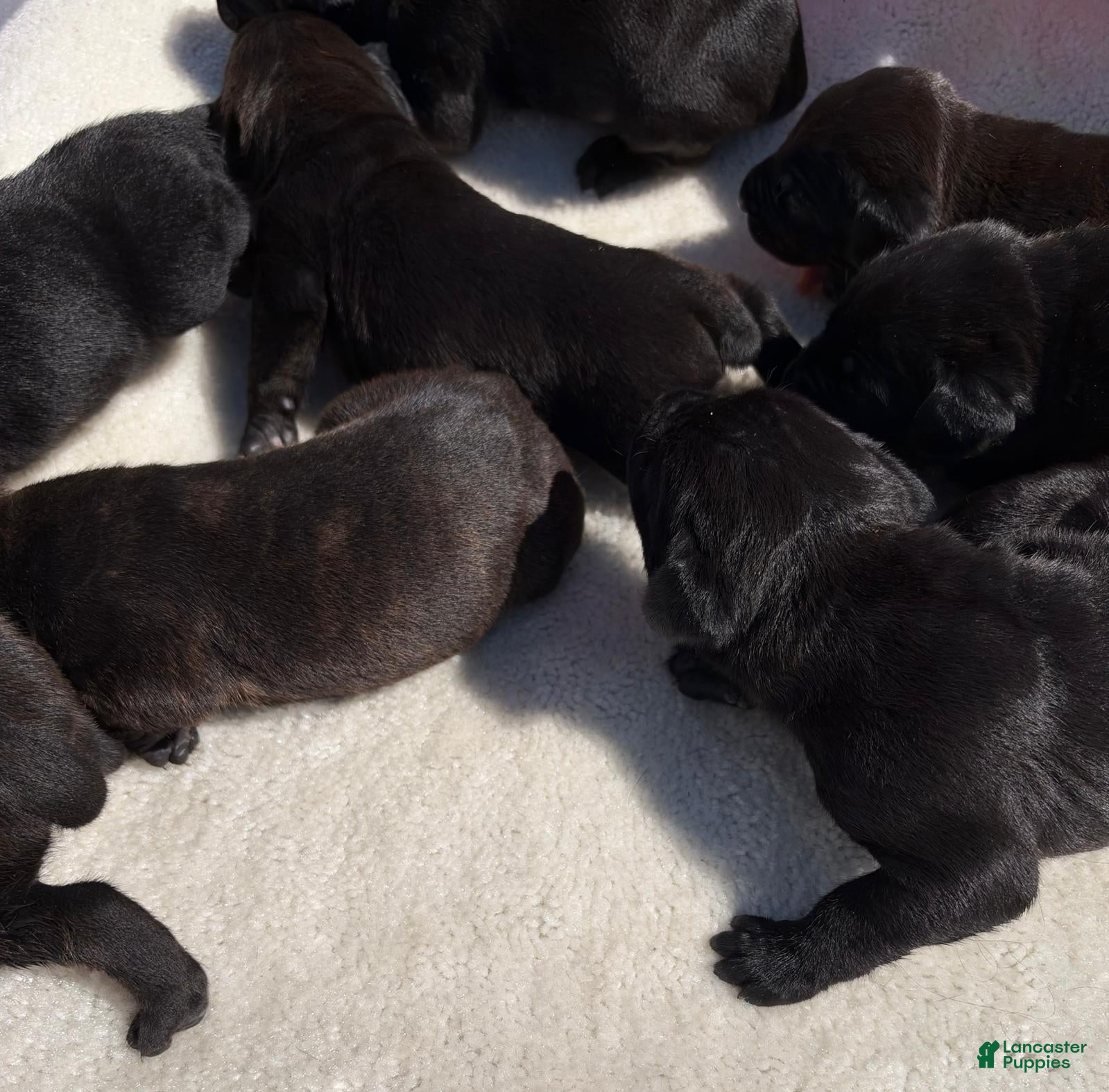Cane Corso dogs Cane Corso 4 - Ad 1
