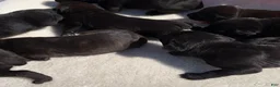 Cane Corso dogs for sale: Cane Corso 4 - Ad 1