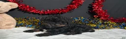 Miniature Poodle dogs for sale: Luna - Ad 6