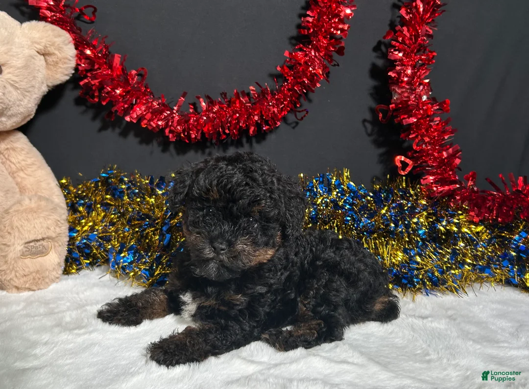 Miniature Poodle dogs for sale: Luna - Ad 6