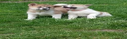 Akita dogs for sale: Willow - Ad 9