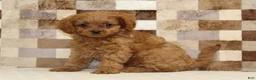 Cavapoo dogs for sale: Dora - Ad 4