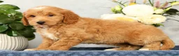 Mini Goldendoodle dogs for sale: Onyx - Ad 5