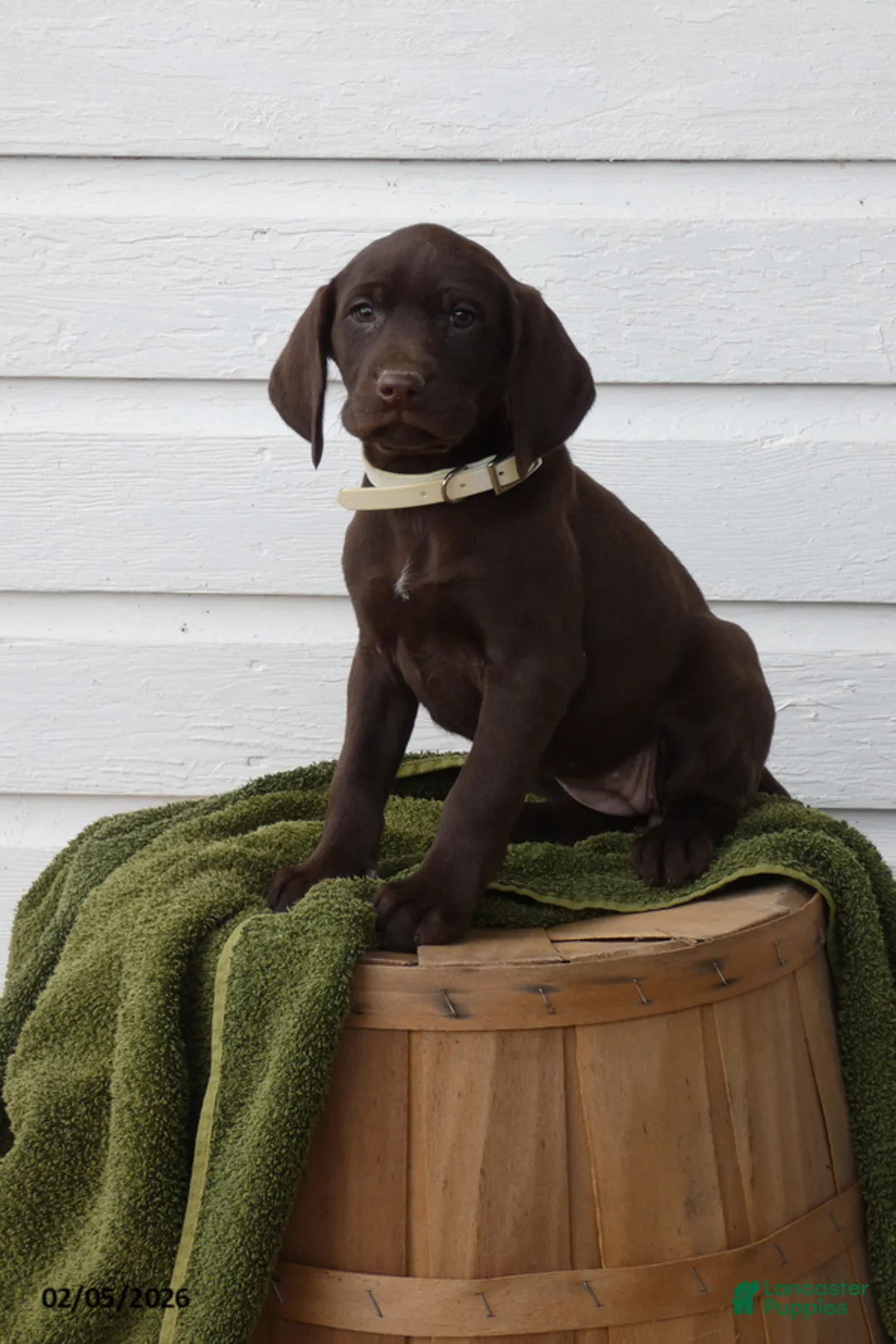 Mixed Breed dogs for sale: Lindor - Ad 1