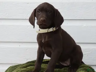 Mixed Breed dogs Lindor - Ad 21