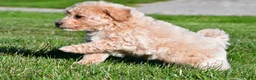Bichpoo dogs for sale: trey - Ad 5