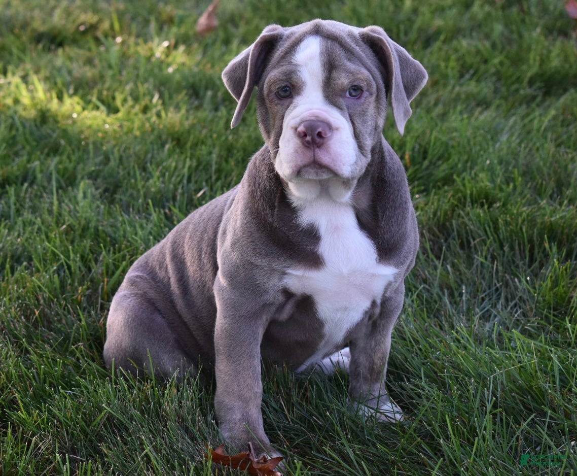 Beabull dogs Tammy  - Ad 1
