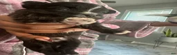 Malshi dogs for sale: Malshi 4 - Ad 3