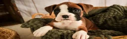 Boxer dogs for sale: Macchiato - Ad 6
