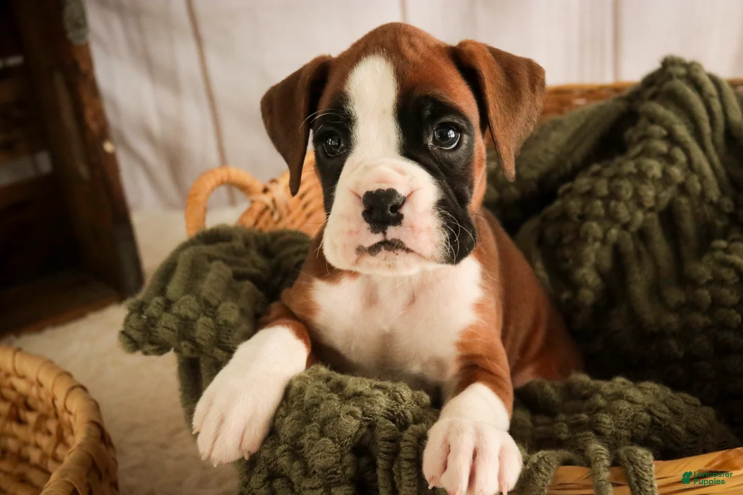 Boxer dogs for sale: Macchiato - Ad 6