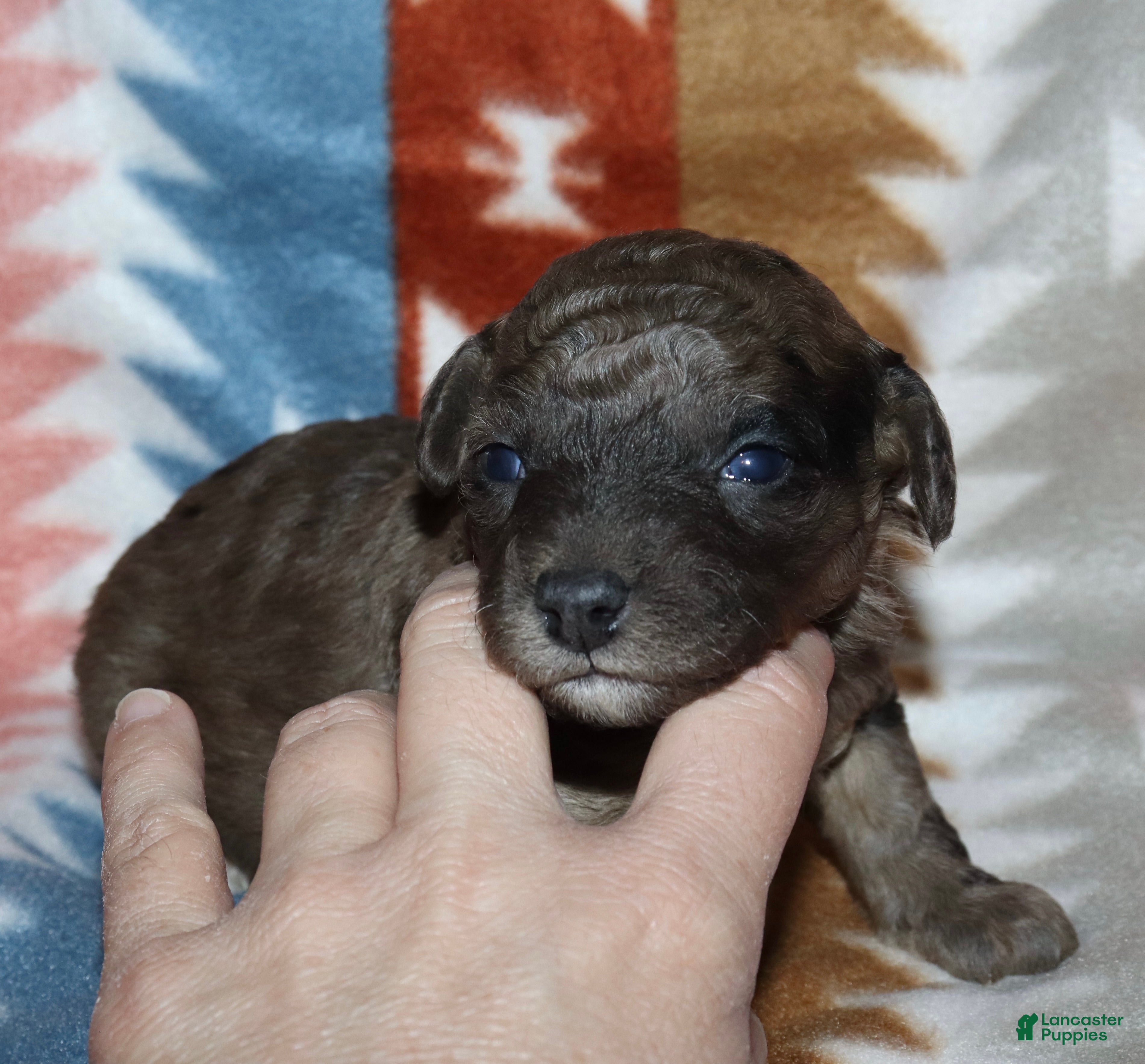 Miniature Poodle dogs Harlee’s brown Merle male - Ad 26