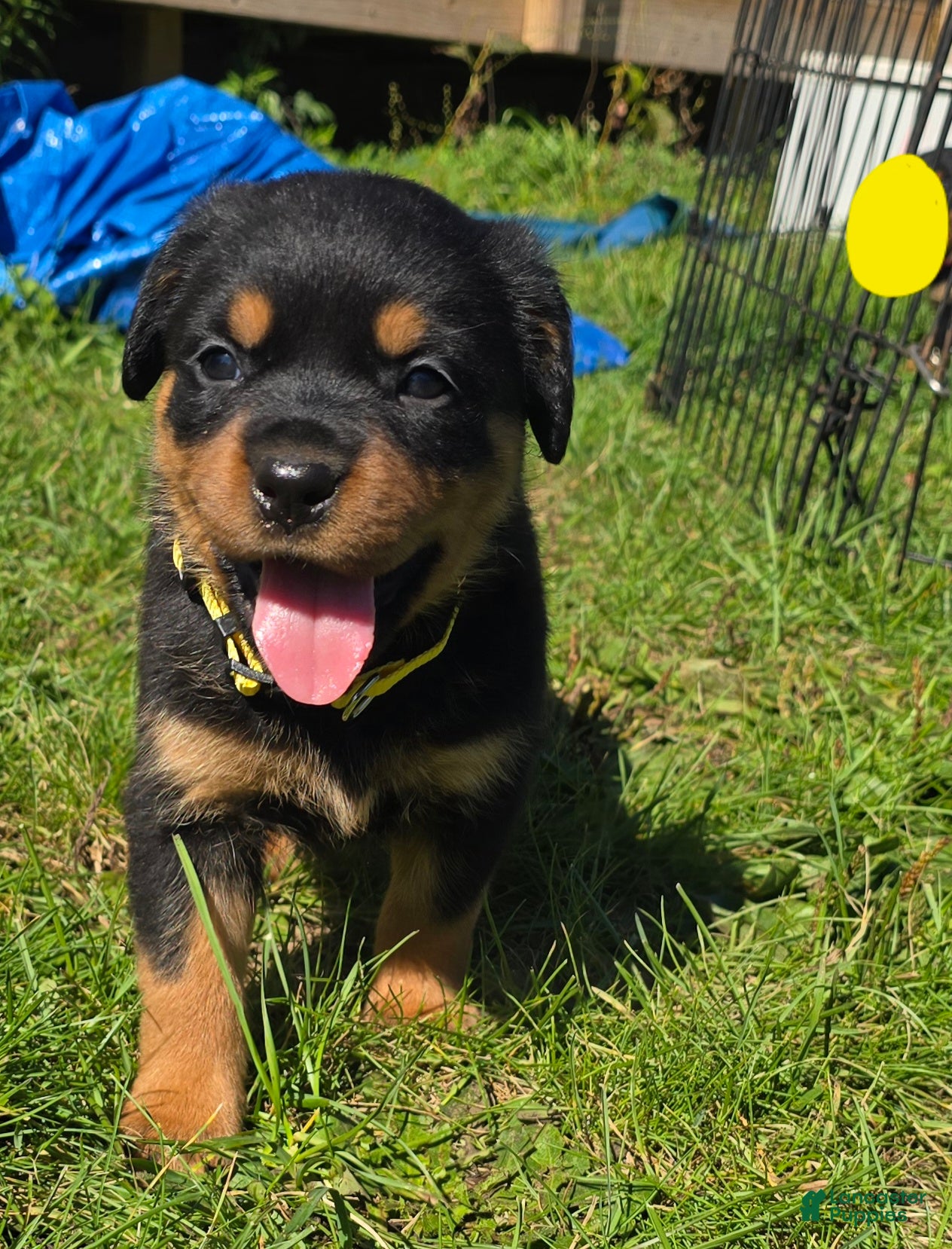 Rottweiler dogs Rottweiler yellow collar female  - Ad 16