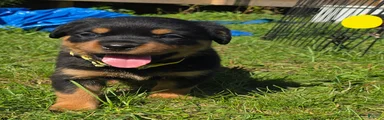 Rottweiler yellow collar female 
