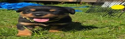 Rottweiler dogs for sale: Rottweiler yellow collar female  - Ad 1
