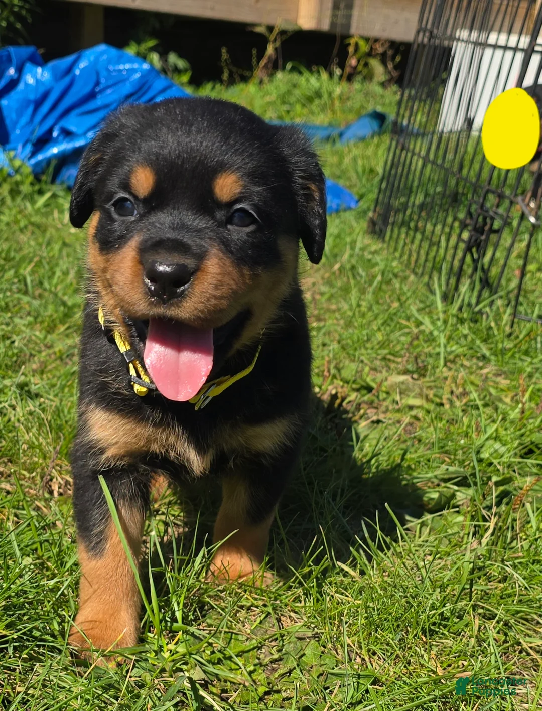 Rottweiler dogs for sale: Rottweiler yellow collar female  - Ad 1