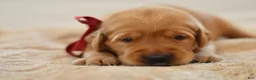 Golden Retriever dogs for sale: Red Collar - Ad 13