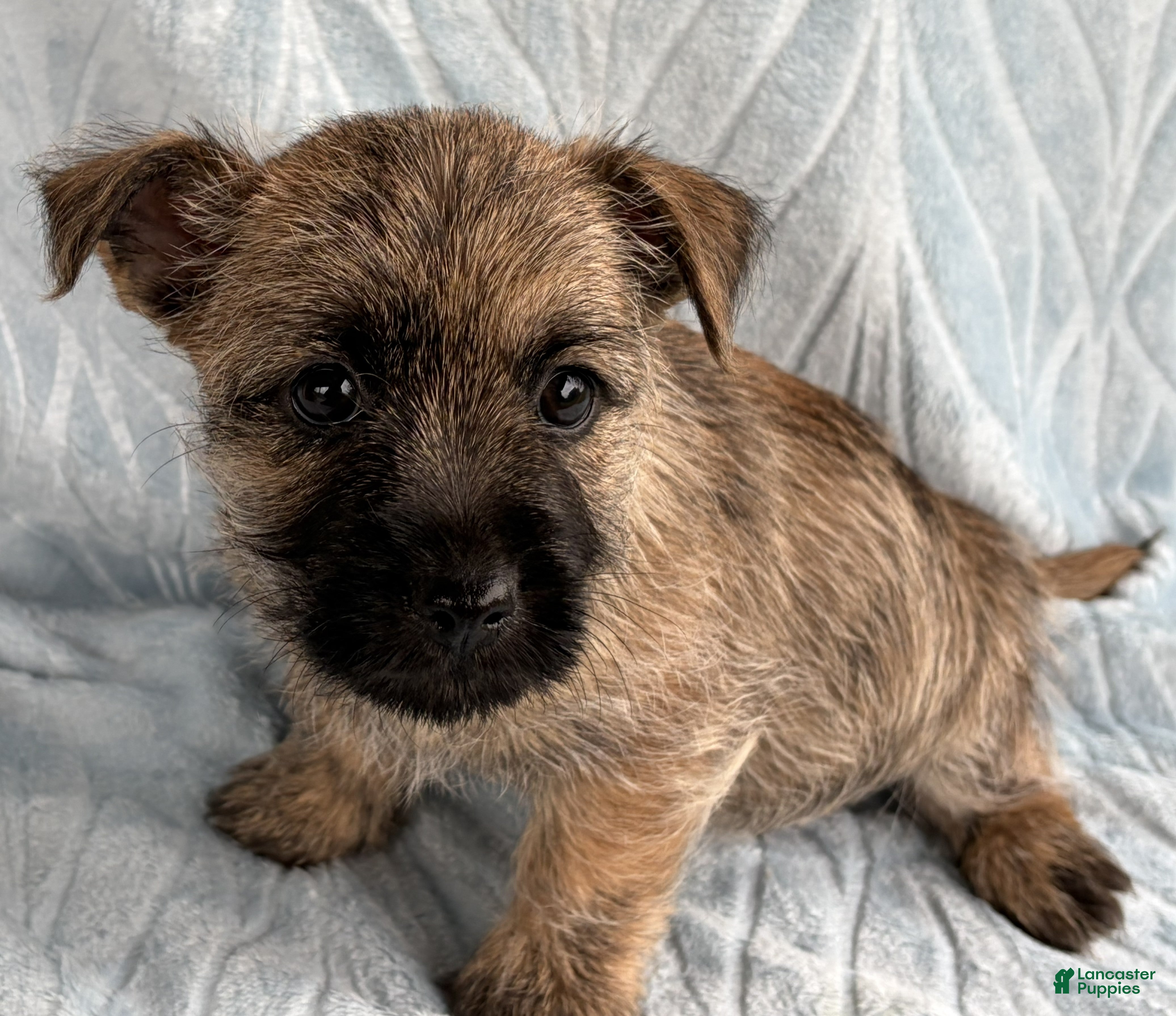 Cairn Terrier dogs Cairn Terrier Puppy 2 Diego - Ad 1