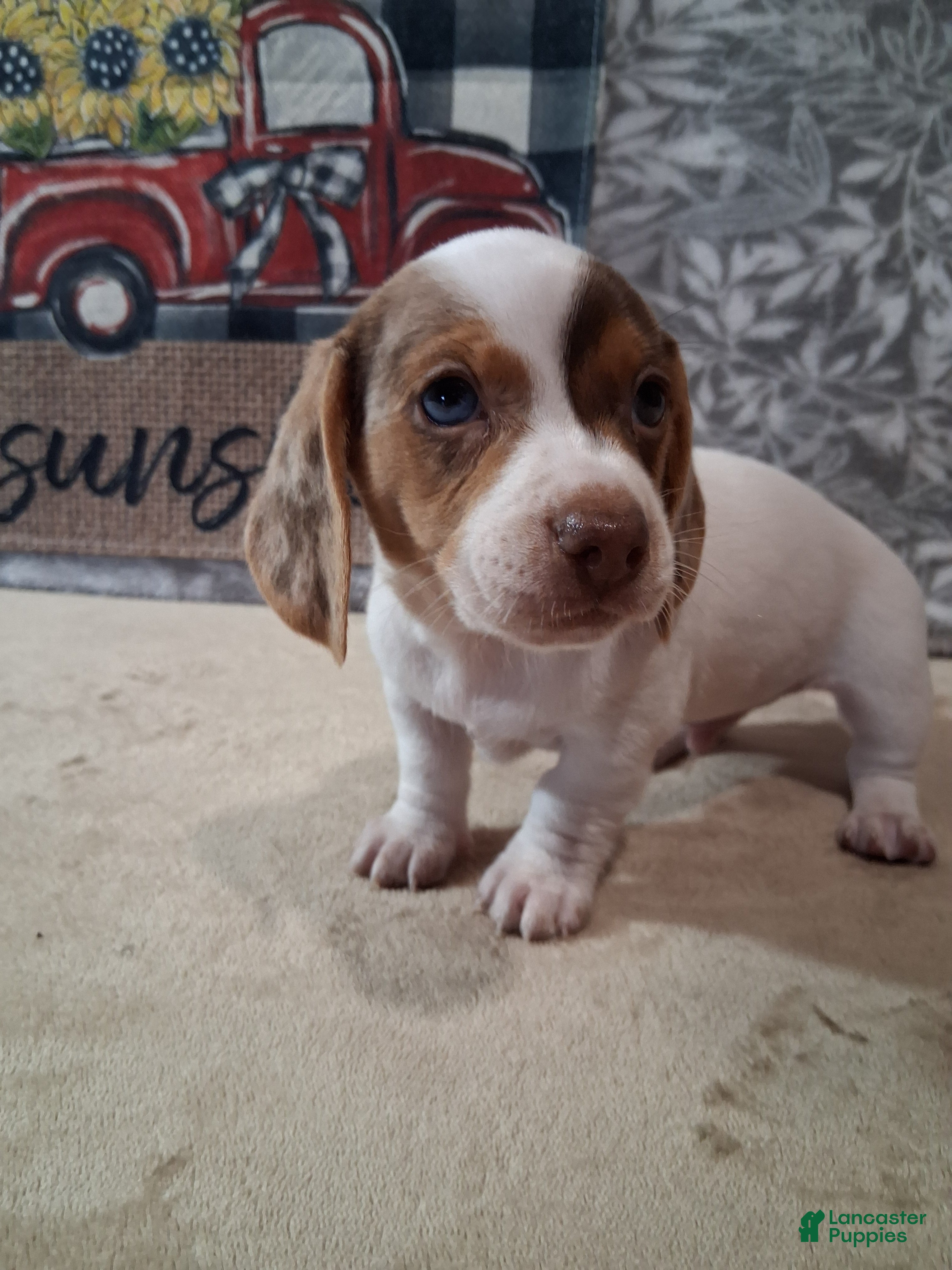 Miniature Dachshund dogs Peaches - Ad 1
