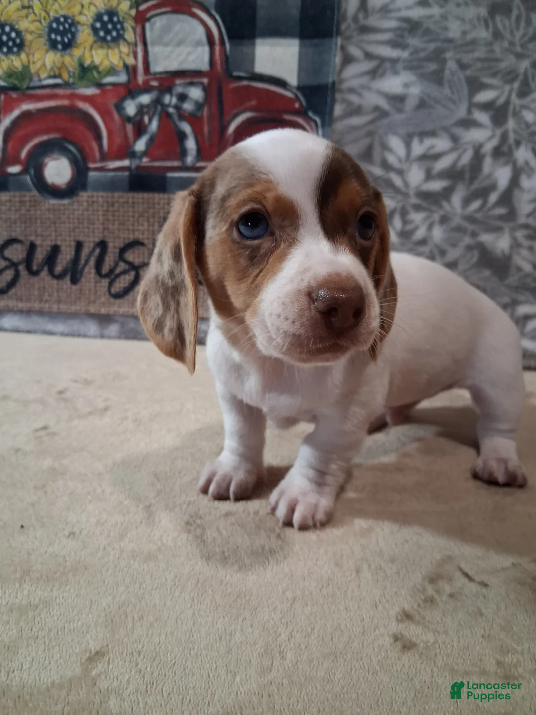 Miniature Dachshund dogs for sale: Peaches - Ad 1