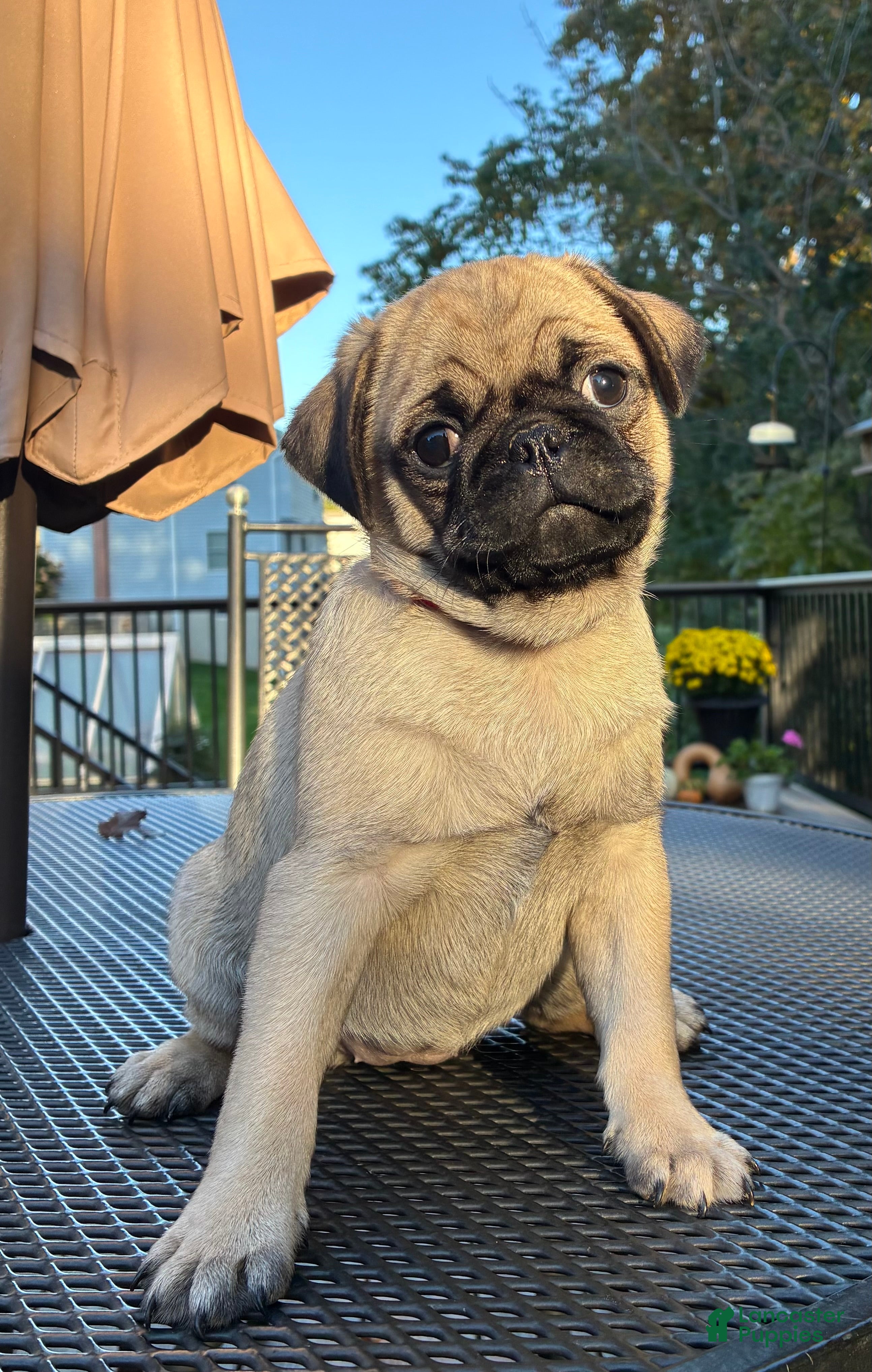 Pug dogs for sale: Bella - Ad 1
