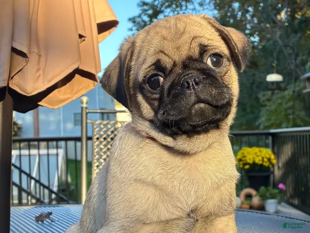 Pug dogs for sale: Bella - Ad 1