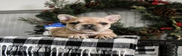 French Bulldog dogs for sale: Diamond - Ad 2